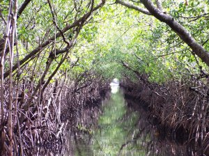 mangrove swamp like one where Lacey finds Armand